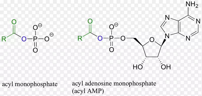 酰胺肽键氨基酸官能团转移RNA-磷酸腺苷