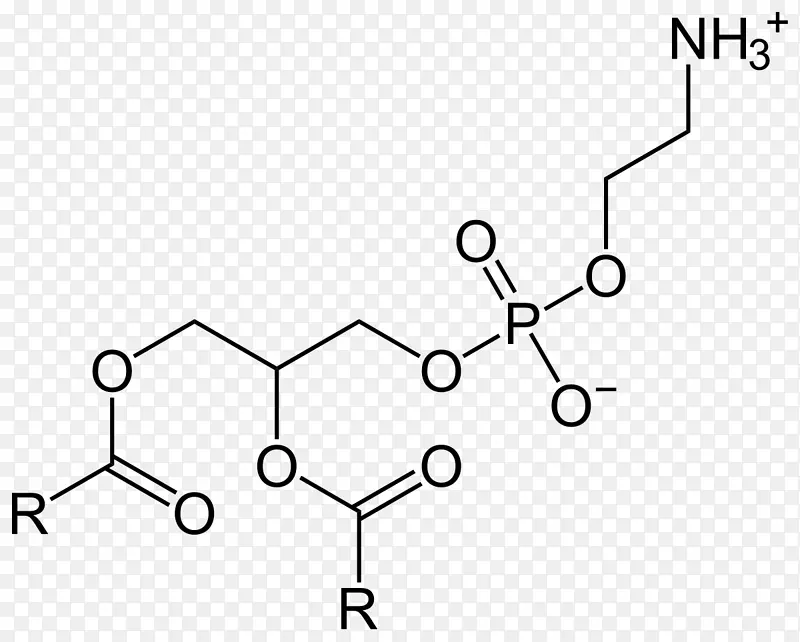 膳食补充剂磷脂酰丝氨酸磷脂酰乙醇胺磷脂酸研究-脑