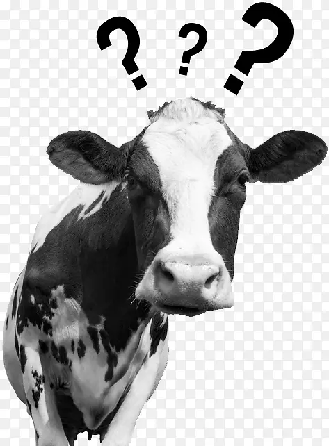 奶牛、艾尔郡牛、荷斯坦牛、弗里西亚牛、牛奶肉店