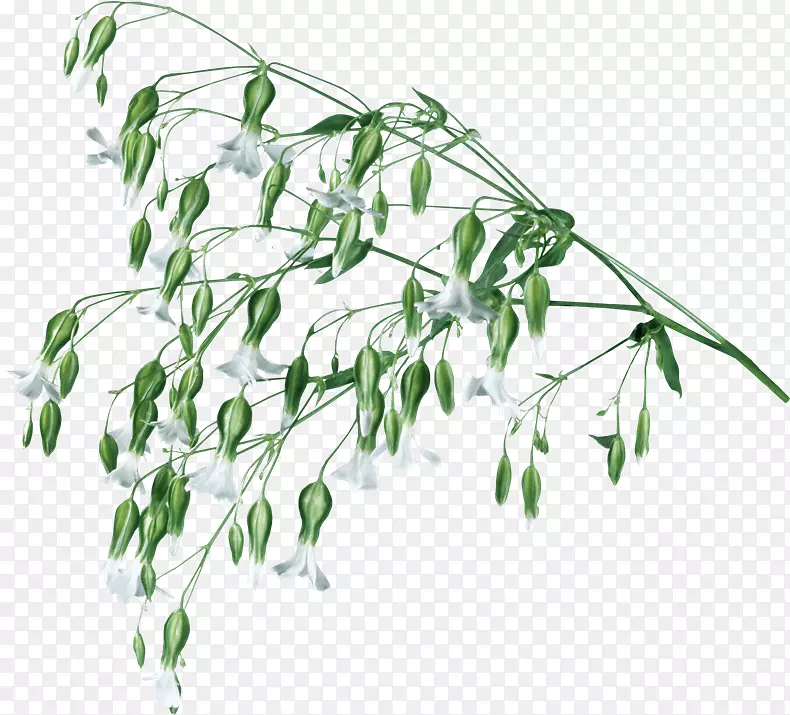 植物茎草本植物画曼扎拉-WJZY