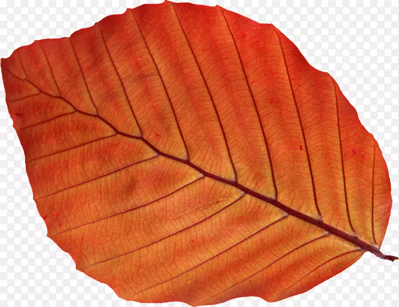 秋叶彩色摄影-树叶