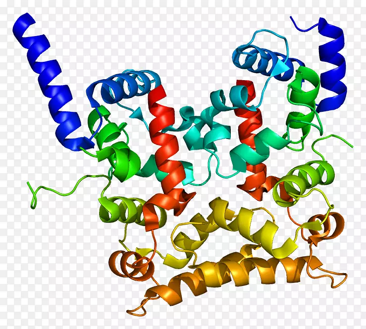 钙调神经磷酸酶b同源蛋白1基因