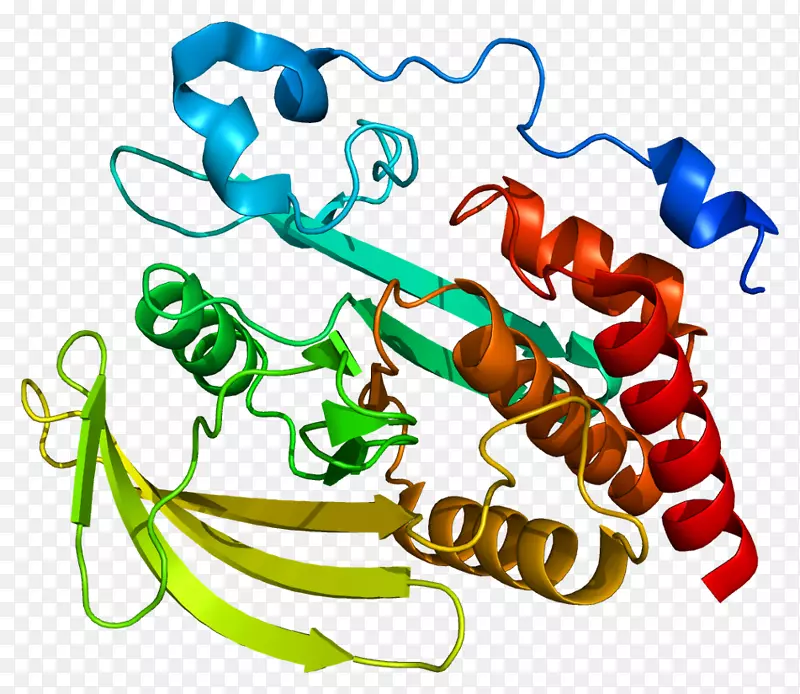 蛋白质磷酸酶酪氨酸磷酸酶钠葡萄糖转运蛋白