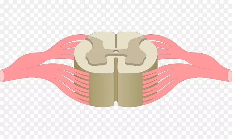 脊髓脊柱神经系统解剖脊髓神经脊髓