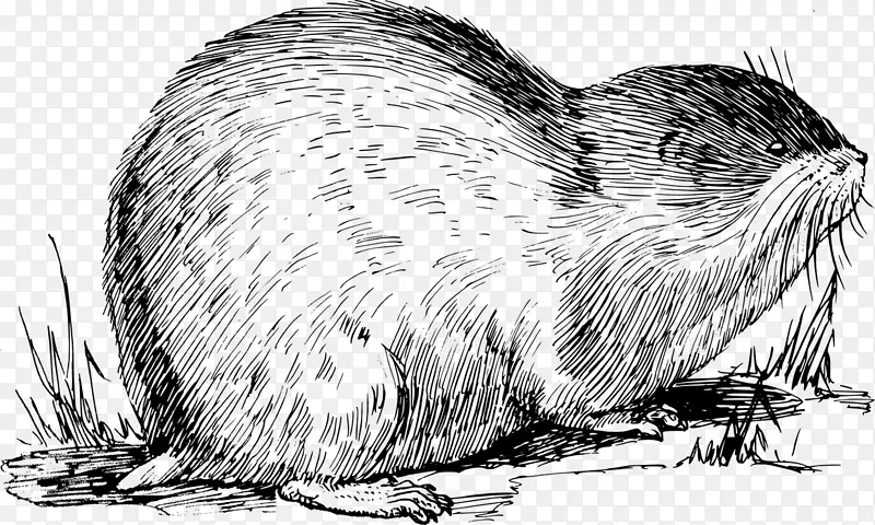 挪威狐猴麝鼠画脊椎动物-大鼠