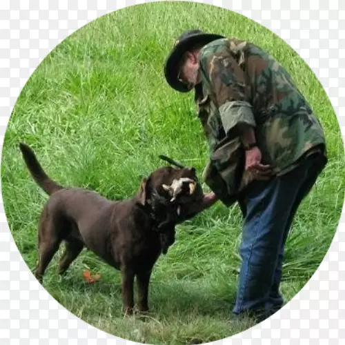 拉布拉多猎犬繁殖服从训练作者-两名Yoo项目糖人