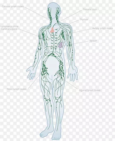淋巴系统人体淋巴结解剖淋巴管