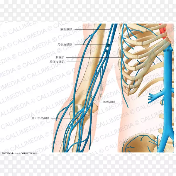 指肩静脉人体解剖臂