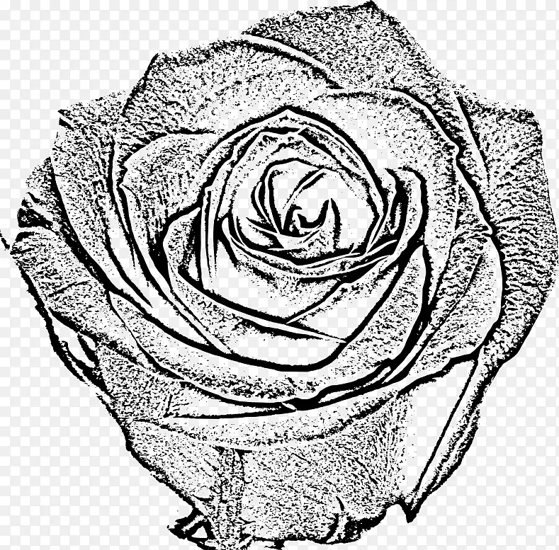 花园玫瑰黑白素描玫瑰