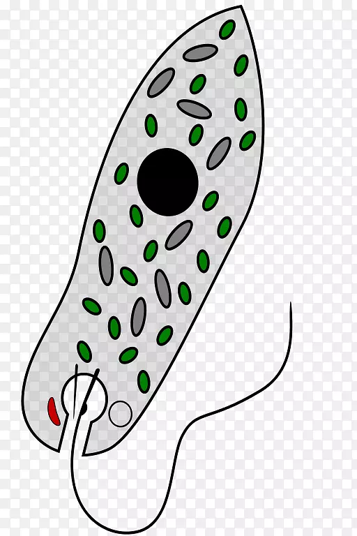 绿叶藻叶绿体混合单细胞有机体