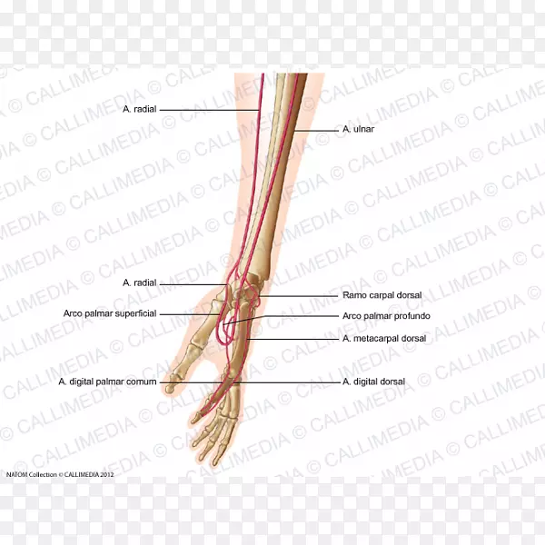 指动脉前臂手人体解剖手