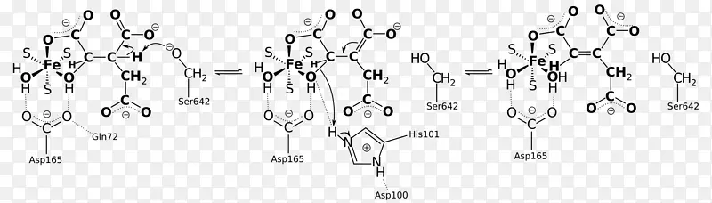 柠檬酸循环异柠檬酸α-酮戊二酸Общийпутькатаболизма草乙酸-印度大学
