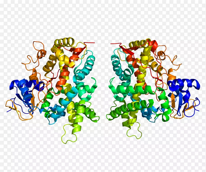 CYP2E1基因芯片细胞色素P 450 CYP2C19-细胞色素