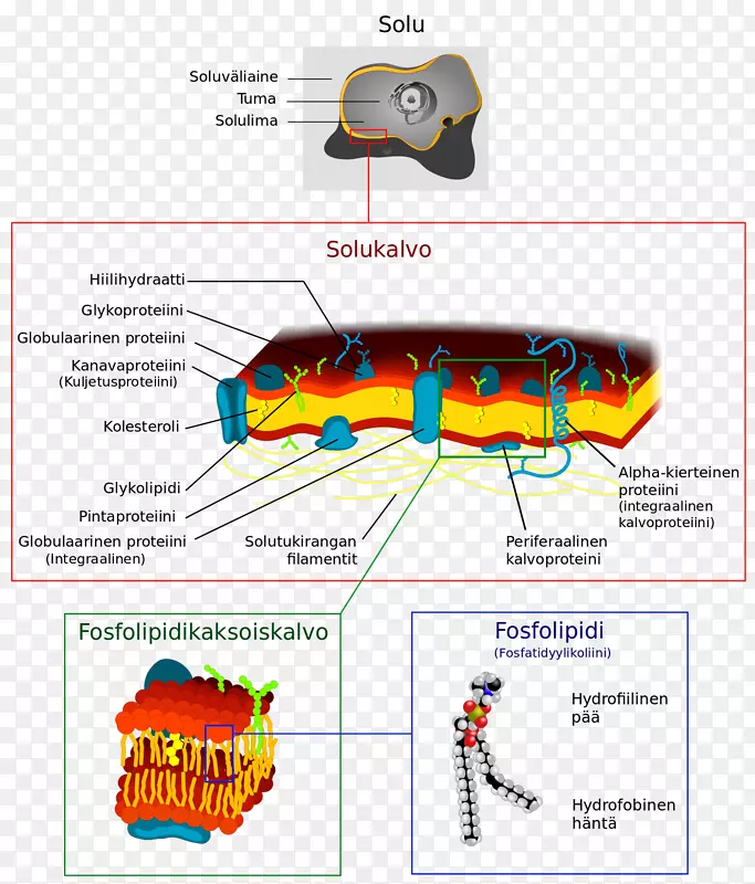 细胞膜生物膜系统-细胞膜