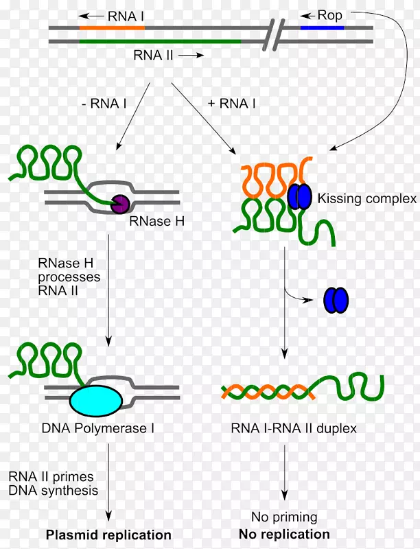 大肠杆菌1 dna复制质粒来源复制分子生物学