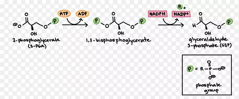 Calvin循环柠檬酸循环不依赖光反应光合作用细胞呼吸