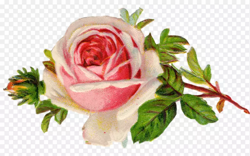 古典玫瑰：家居和花园中美丽的玫瑰品种，玫瑰家族，古董剪贴画-古董