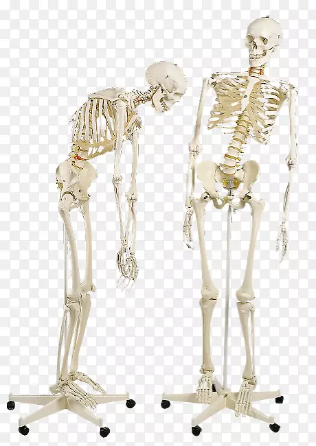 人体骨骼解剖学脊柱-人骨
