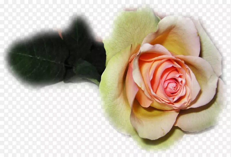 花园玫瑰，礼物，婚礼，爱情，最后的眼泪-礼物