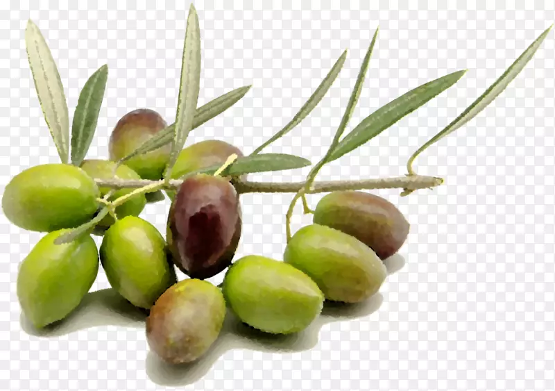 有机食品橄榄油酒橄榄油
