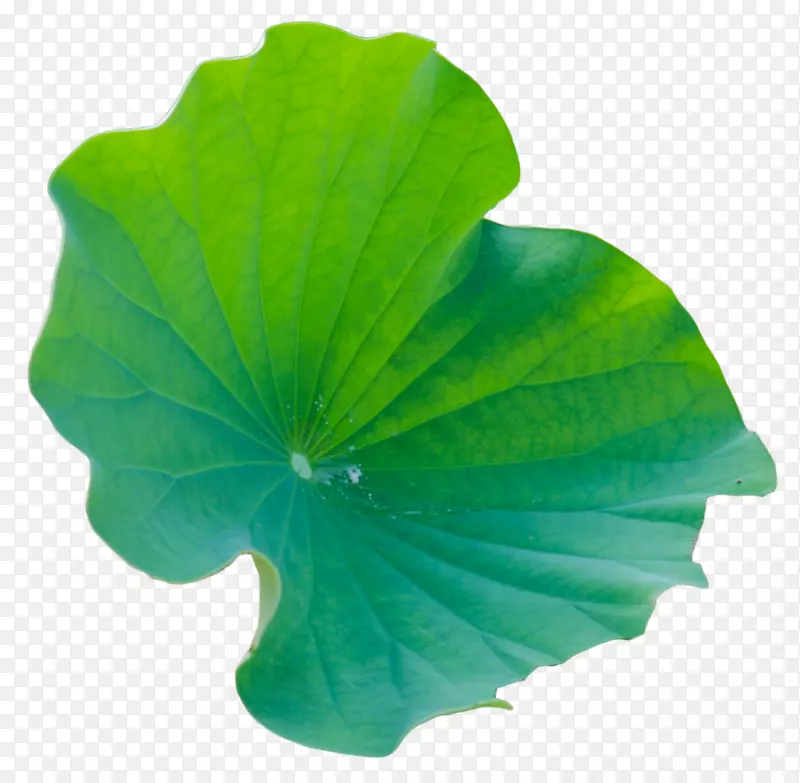 叶绿花瓣一年生植物-大叶