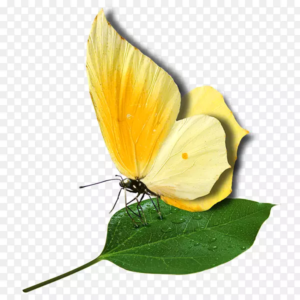 毛茸茸的蝴蝶，皮尔科，翅膀蝴蝶和飞蛾，网络