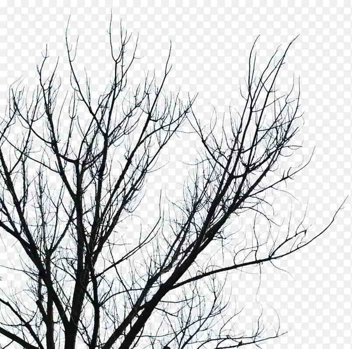 树枝，黑白树