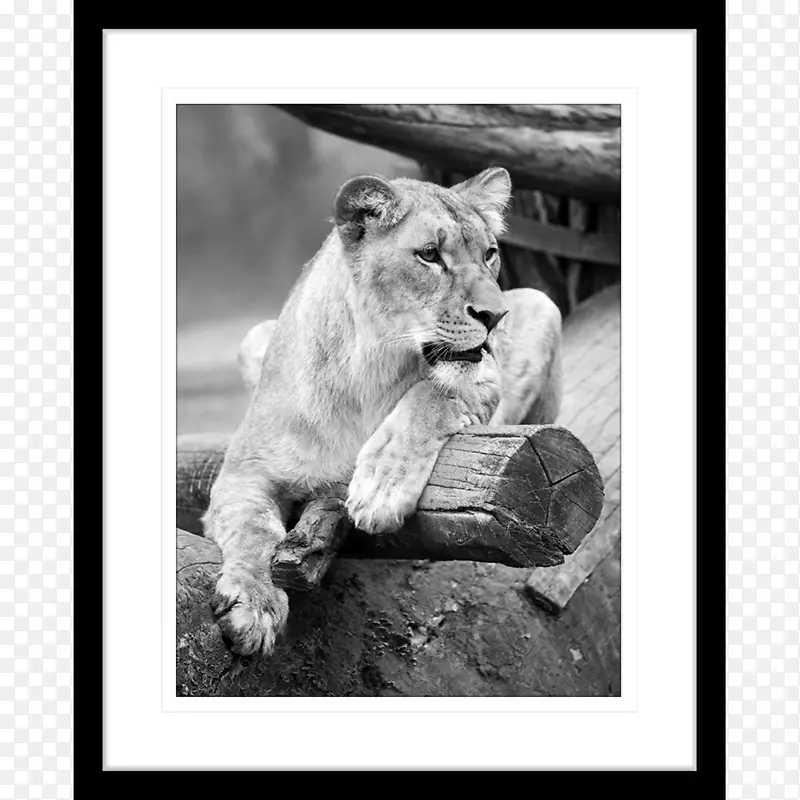 狮子猫虎猫科野生动物-非洲指纹