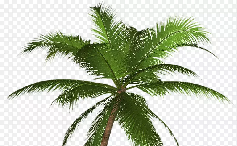 槟榔科植物加州棕榈墨西哥扇棕榈剪贴画树