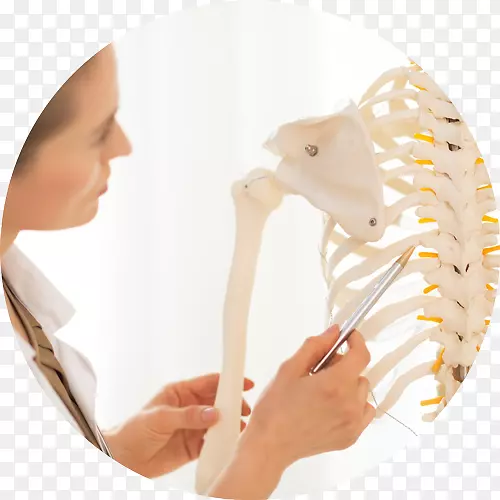 人体解剖学和生理学使骨骼系统-十字路口变得非常容易。