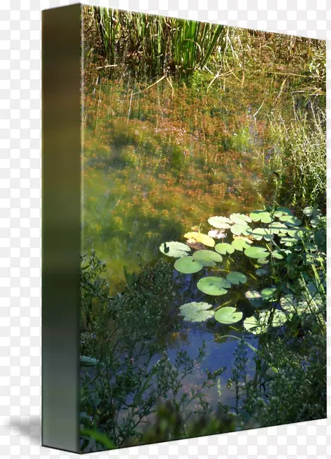 生物群落自然保护区植物区系湿地植被-水下植物