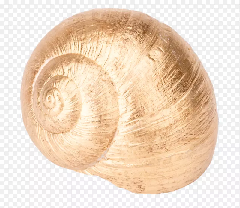勃艮第蜗牛腹足类壳腹足类海螺蜗牛