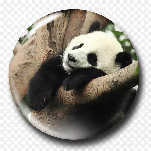 大熊猫可爱的熊猫圆子和熊猫睡觉