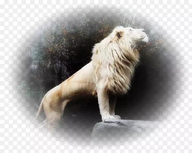 白狮猫皮毛天堂狮子