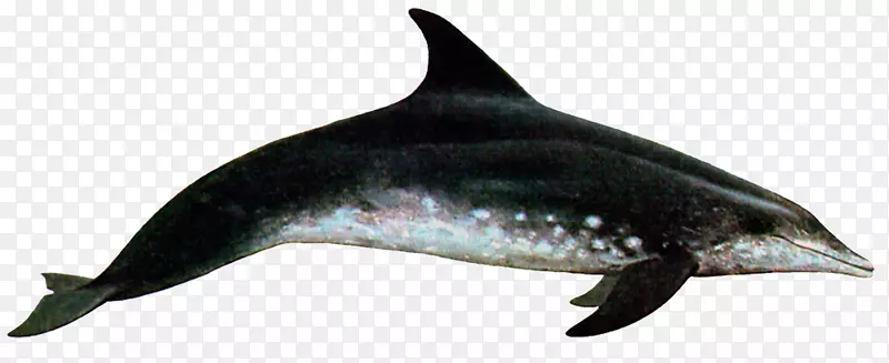 普通宽吻海豚粗齿海豚短喙普通海豚图库溪白嘴海豚