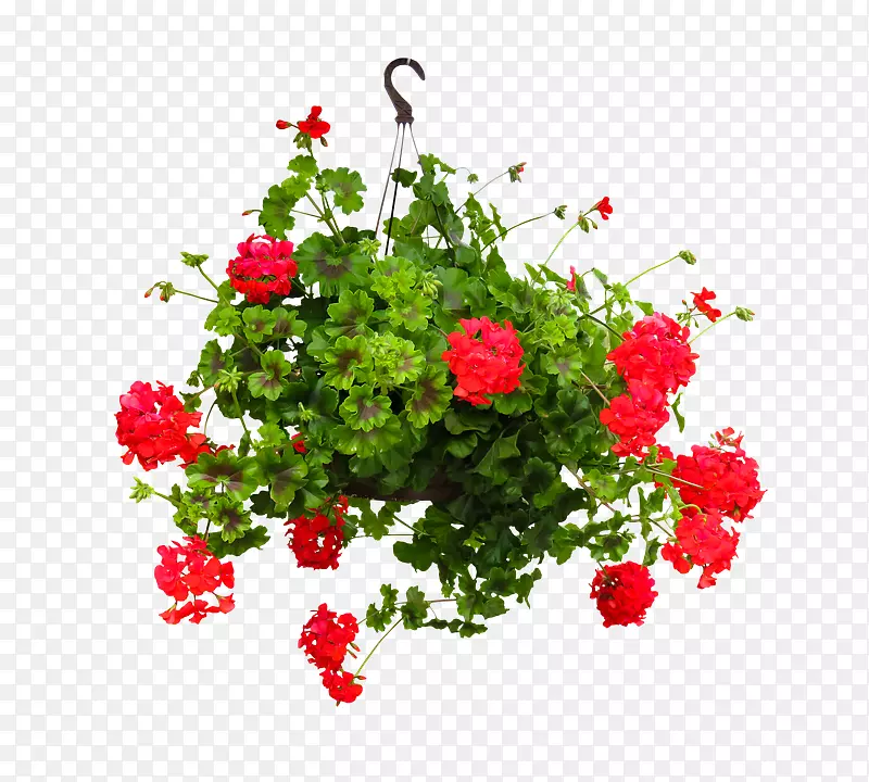 花园玫瑰挂篮切花花盆-挂花