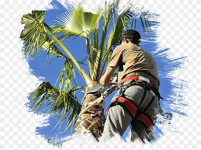 剪枝槟榔科拉斯维加斯树移除专业树木护理-树木修剪器
