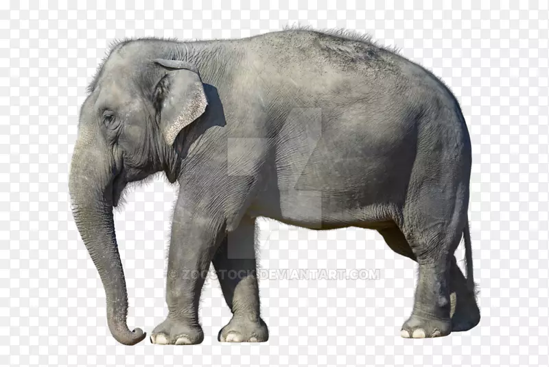 非洲灌木象桌面壁纸非洲森林象白象-印度象