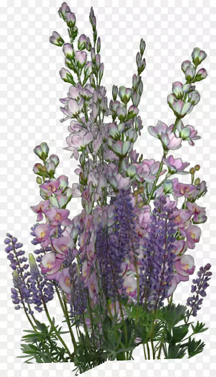 英国薰衣草边框花紫罗兰花束