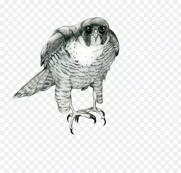猫头鹰画喙/米/02 csf-OWL