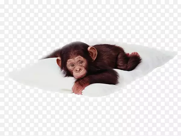 黑猩猩桌面壁纸灵长类猴子