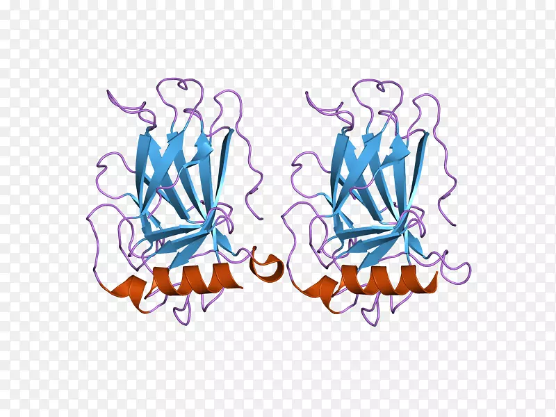 p53抑癌基因蛋白肿瘤抗原bzip结构域
