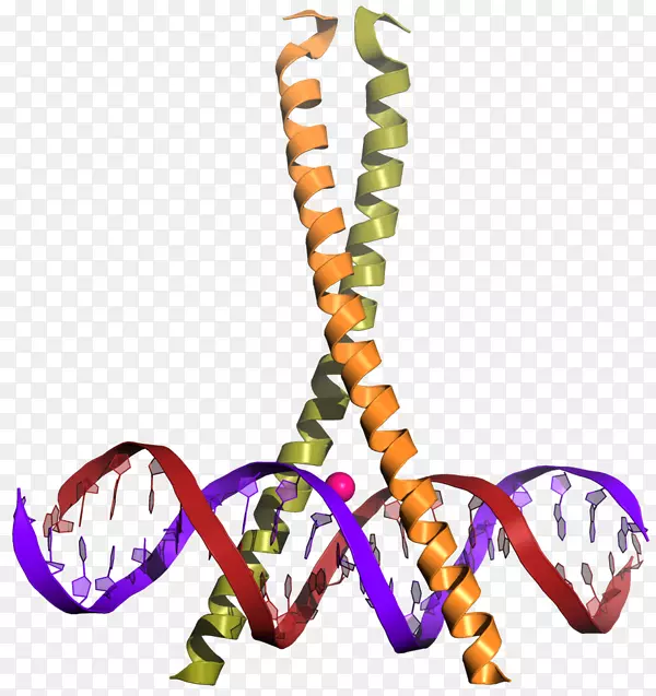 CREB结合蛋白转录因子亮氨酸拉链CREB1-bzip结构域