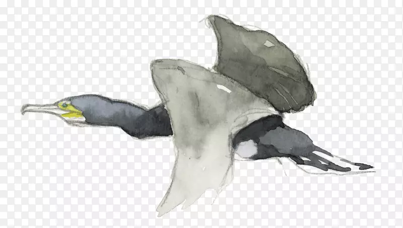 鸭企鹅海洋喙鸭