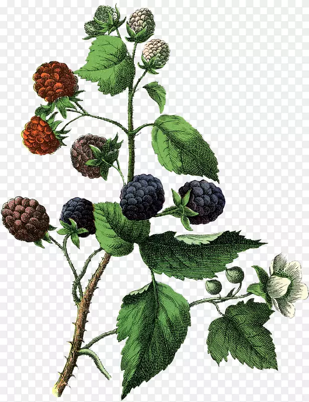 白黑莓拉果-黑莓