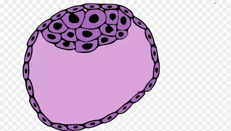 内细胞团囊胚滋养细胞干细胞胚胎