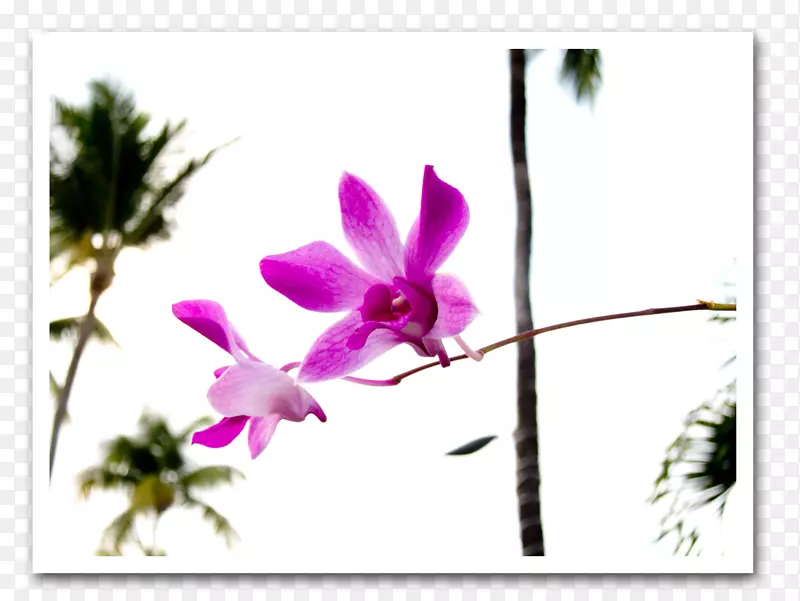 石斛紫植物茎草本植物野花紫罗兰