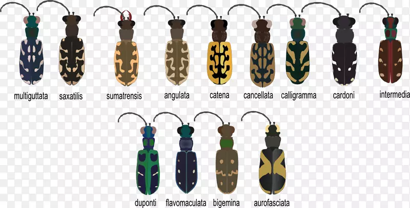 金龟子(Cicindela Aurofarciata Lphyra Catena)动物耳环-甲虫