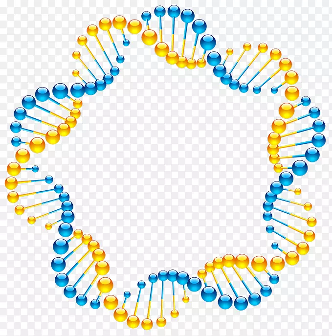 DNA螺旋核酸分子结构的分子模型：脱氧核糖核酸的一种结构&露丝·格雷厄姆