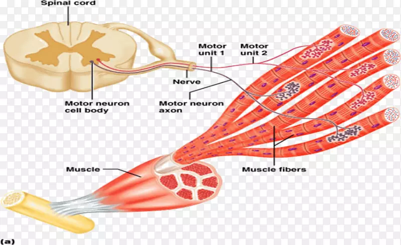 运动神经元神经系统肌肉收缩识别